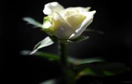 أمل مبتور 6