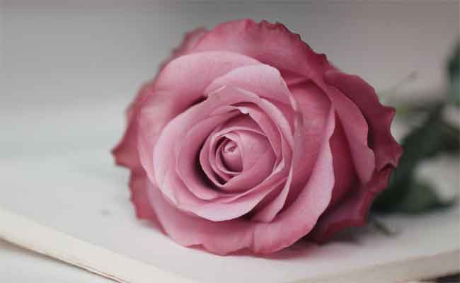 أمل مبتور 15
