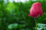 أمل مبتور18