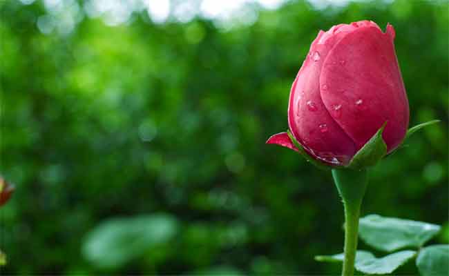أمل مبتور18