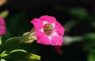 أمل مبتور 19