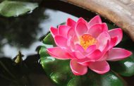 أمل مبتور 14