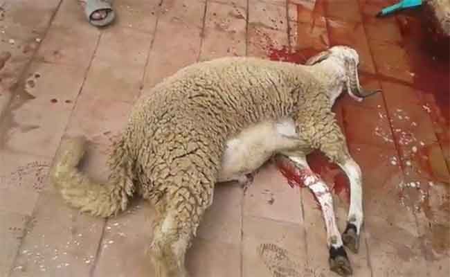 تسخير 100 طبيب بيطري عبر تراب ولاية سكيككدة من أجل مراقبة الأضاحي يوم العيد