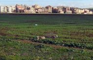 عبد السلام شلغوم يعلن عن قرب استصدار منشور وزاري لتسوية مشكل الأراضي الفلاحية العرش و الشيوع