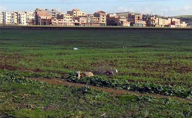 عبد السلام شلغوم يعلن عن قرب استصدار منشور وزاري لتسوية مشكل الأراضي الفلاحية العرش و الشيوع