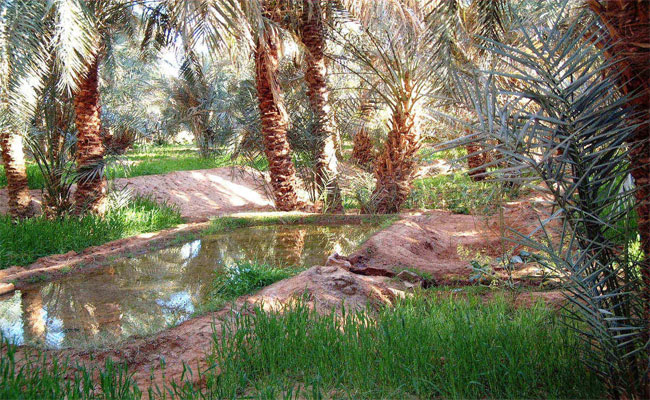 أدرار الجزائرية تحتفي بالشعر الشعبي