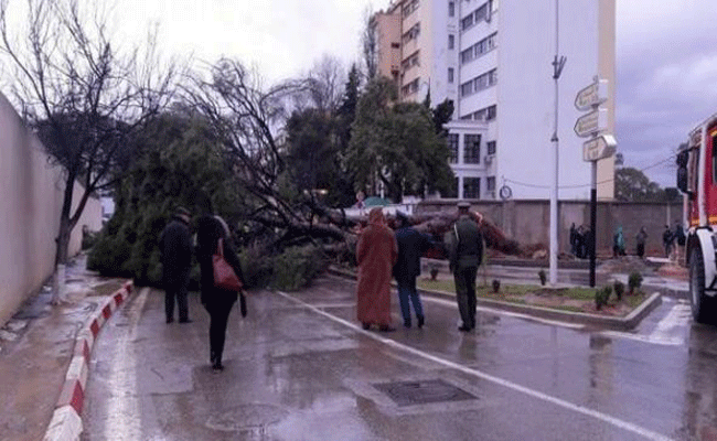 سقوط شجرة صنوبر تخلق حالة من الهلع و تتسبب في تضرر سيارتين و قطع الطريق ببن عنكون