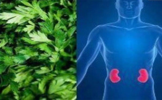 5 فوائد مدهشة لمنقوع البقدونس