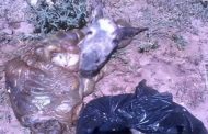 العثور على رأس و أحشاء حمار يستنفر مصالح الأمن ببسكرة