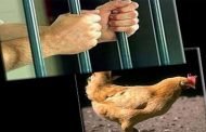 إلتماس سنة سجنا لكهل قام بسرقة 3 دجاجات بسكيكدة!