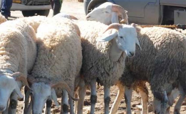 الغلق المؤقت لسوق تابوقيرت للماشية و احتياطات احترازية للحد من انتشار الحمى القلاعية بتيزي وزو