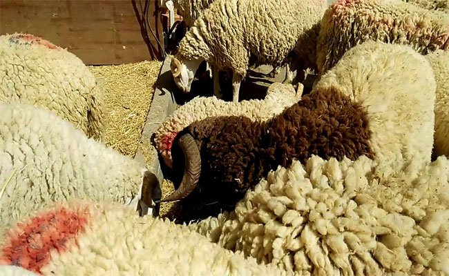 أي لحوم حمراء يأكلها المواطن : أعلاف الماشية مخلوطة بالحجارة والنجارة والأتربة والملح !