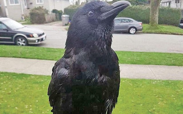 غراب يمنع ساعي بريد من توصيل الرسائل للمنازل ويسرق سكين من مسرح جريمة
