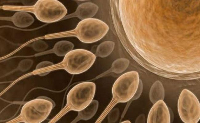 هل سيراودك شعور معين عند تلقيح البويضة؟