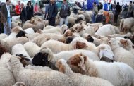 حركية ملفتة بالأسواق و نقاط بيع الاضاحي  بقسنطينة و تخوف من تكرار سيناريو السنة الماضية بتعفن لحم الأضحية