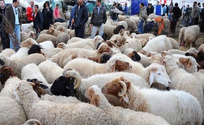 حركية ملفتة بالأسواق و نقاط بيع الاضاحي بقسنطينة و تخوف من تكرار سيناريو السنة الماضية بتعفن لحم الأضحية
