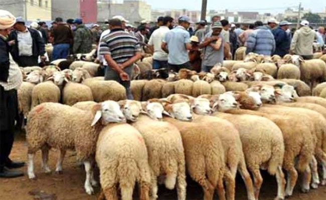 المضاربون و السماسرة لم يتركوا شيئا إلا و رفعوا سعره : ارتفاع محسوس لأسعار أضاحي العيد بالمسيلة !