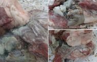مصادر بيطرية تحذر من احتمال تعفن الاضاحي ليلة العيد، في حالة ما استمرت درجة الحرارة في الارتفاع و تصدر تعليمات وقائية