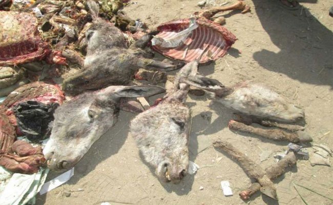 فضيحة :حجز 2000 كيلوغرام من لحوم الحمير كانت موجهة لمطاعم بعنابة و الدرك يحقق للكشف عن المافيا التي تروج هذه اللحوم !