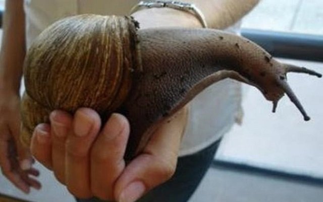 حلزونة بحجم قط تدخل موسوعة جينيس
