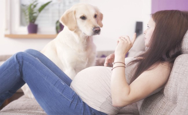 ما هي مخاطر تربية الحيوانات الأليفة أثناء الحمل؟
