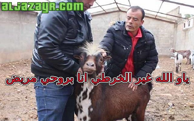 يا أيها القنوات التافهة حاربوا الفساد واتركوا التيس في حاله