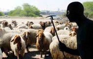 درك ڨالمة يسترجع 26 رأسا من الغنم مسروقة