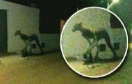 في الأرجنتين مخلوق غريب يثير الرعب في الشوارع