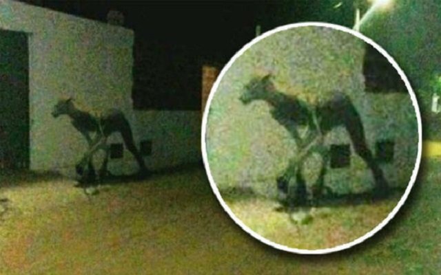 في الأرجنتين مخلوق غريب يثير الرعب في الشوارع