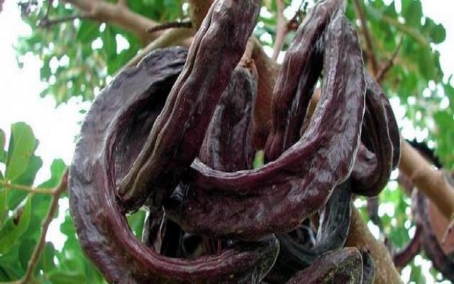 افتخر يا جزائري بلادنا من أعظم الدول المصدرة للخروب 