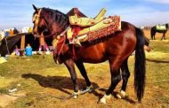 عرس يتحول إلى مأتم بعد قتل حصان فنتازيا لوالد العريس بميلة