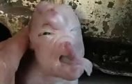 واقعة غريبة ولادة خنزير بوجه بشري