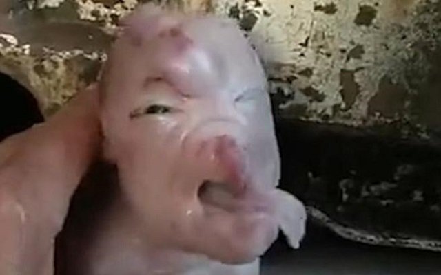 واقعة غريبة ولادة خنزير بوجه بشري