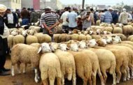 نصائح للمواطنين الراغبين في اقتناء أضاحي العيد