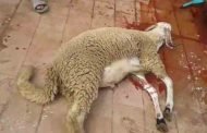 سيال توجه نداء للمواطنين لتفادي رمي نفايات الأضاحي في قنوات الصرف الصحي