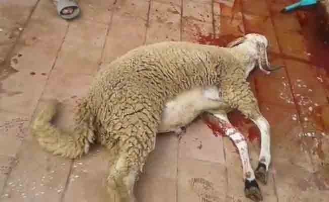 سيال توجه نداء للمواطنين لتفادي رمي نفايات الأضاحي في قنوات الصرف الصحي