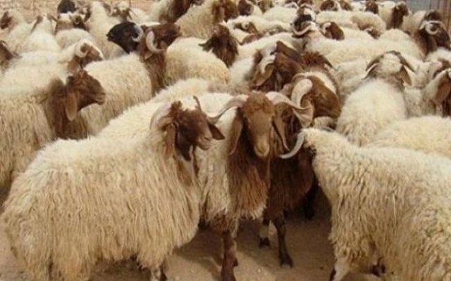 بسبب ارتفاع أسعار الأضاحي دعوة لمقاطعتها قبل أيام من العيد
