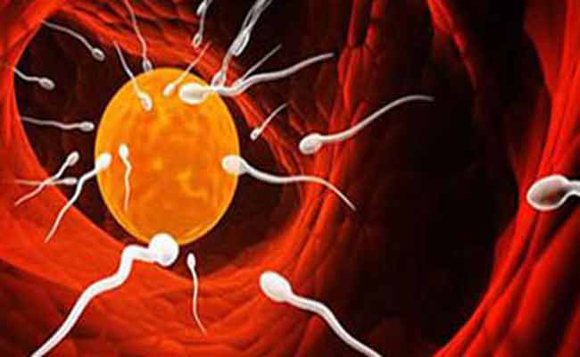 الخلايا الجذعيّة... أملٌ جديد لعلاج العقم