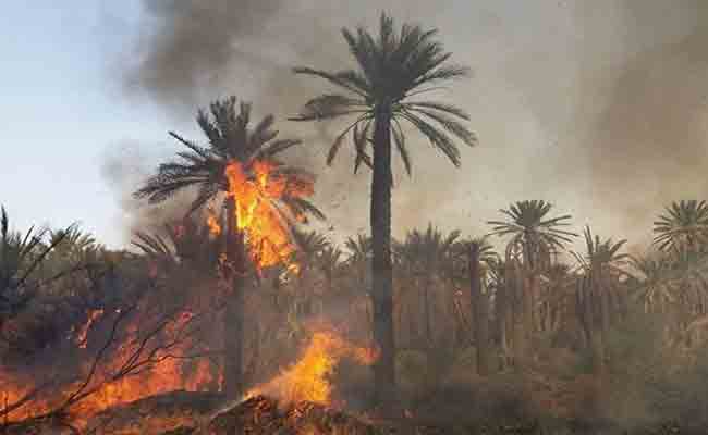حريق مهول يتسبب في إتلاف 90 نخلة بقرية اقسطن في عين صالح