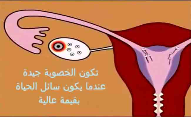 هل يُمكن الحمل مباشرة بعد الدورة الشهرية