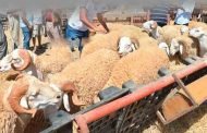 اتخاذ اجراءات احترازية لحماية الماشية من الطاعون بمستغانم