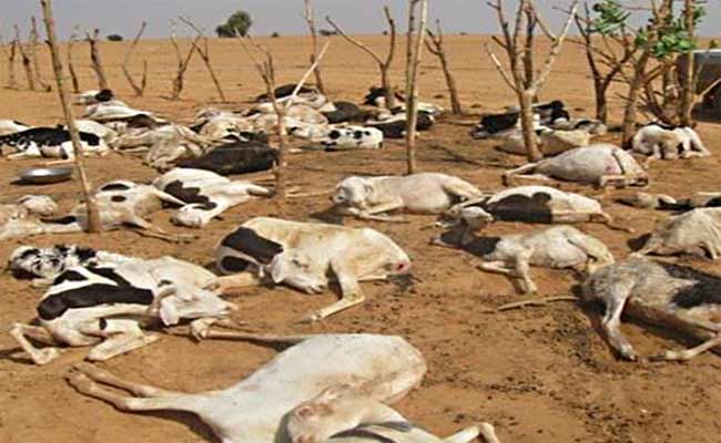 منح الموالين ضحايا الطاعون تعويضات تجاوزت 50 بالمائة
