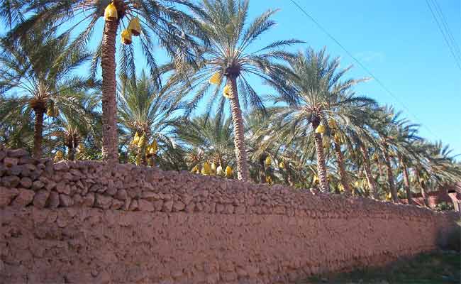 شعراء عرب يصدحون في ليالي بسكرة