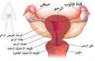 الورم الليفي في الرحم ليس خطيراً ولكن مراقبته ضرورية