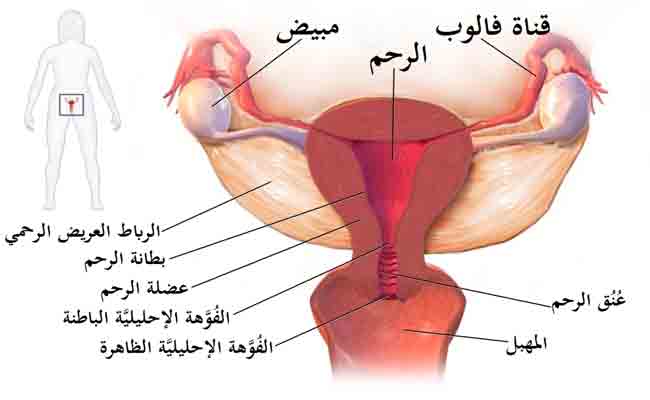 الورم الليفي في الرحم ليس خطيراً ولكن مراقبته ضرورية