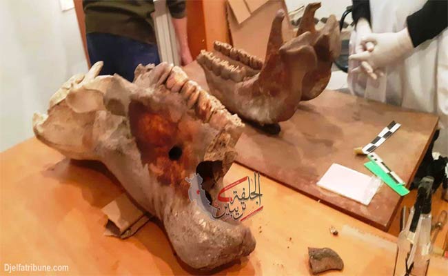 اكتشاف أثار حيوانات في فترة ما قبل التاريخ يعزز مكانة جلفة الأثرية:عز الدين ميهوبي
