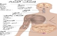 ما هو مرض التصلّب اللويحي وما مدى خطورته؟