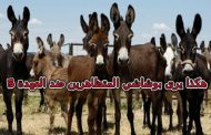 يا مصطفى بوشاشي المتظاهرين ضد العهدة الخامسة ليسوا حميرا لتركبهم