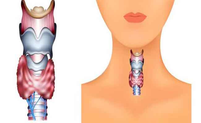 ما هي العلاقة بين الغدة الدرقية وخسارة الوزن؟