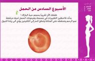 خلال الاسبوع السادس من الحمل ستحدث هذه التطوّرات...